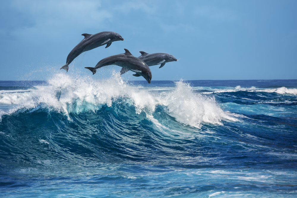 The Best Destinations to see dolphins while sailing in France